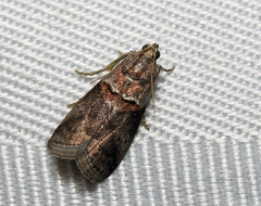 Acrobasis juglandis