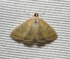 Crocidophora tuberculalis