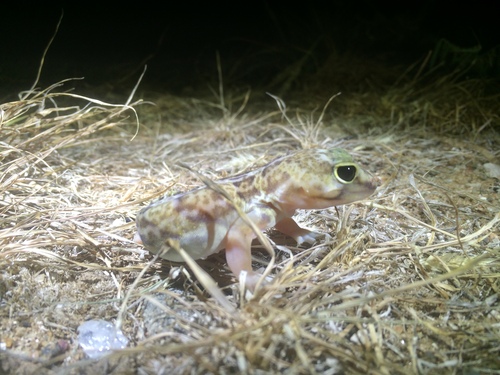 African Whole-toed Gecko, Holodactylus africanus