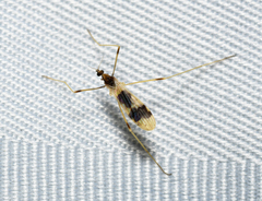 Erioptera venusta