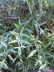 Caryopteris × clandonensis