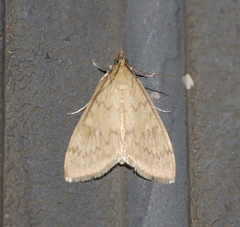 Ostrinia