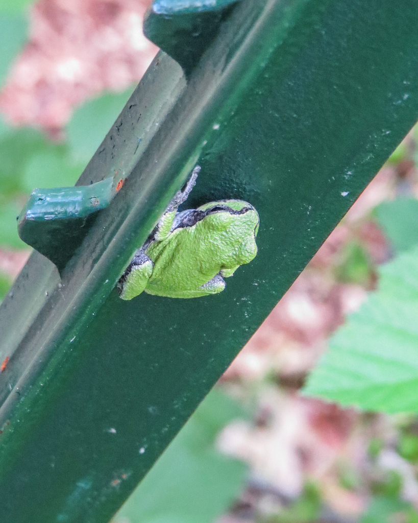 Gray Treefrog Species Complex in June 2024 by LeAnn Plinske. private ...