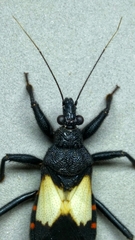 Microtomus luctuosus