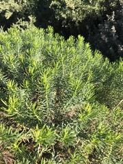 Olearia glutinosa