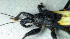 Microtomus luctuosus