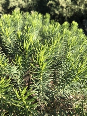 Olearia glutinosa