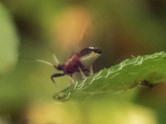 Bactericera antennata