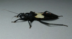 Microtomus luctuosus