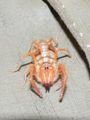 Solpugidae