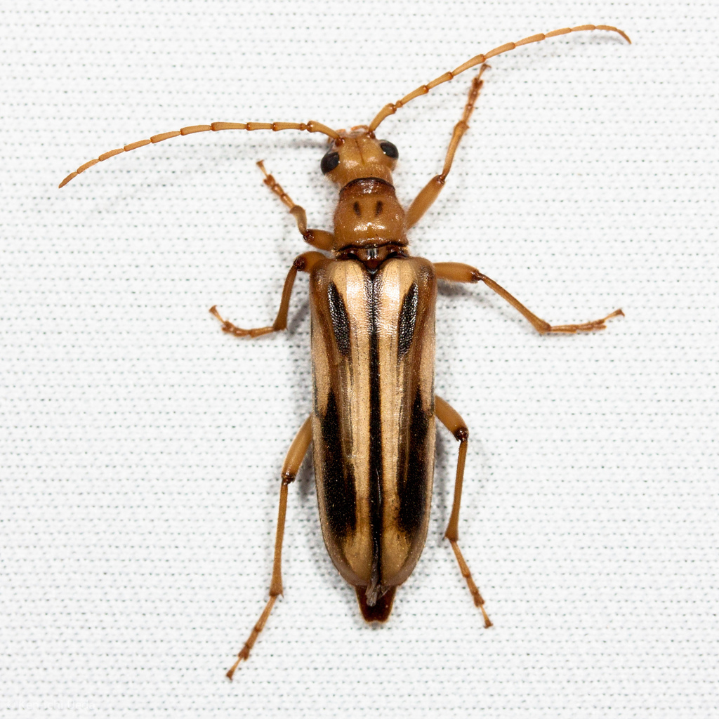 Ortholeptura valida