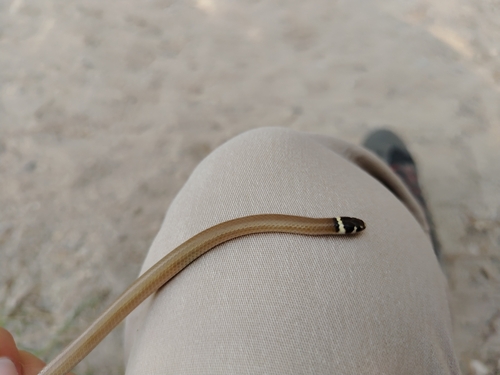 Bocourt's Black-headed Snake