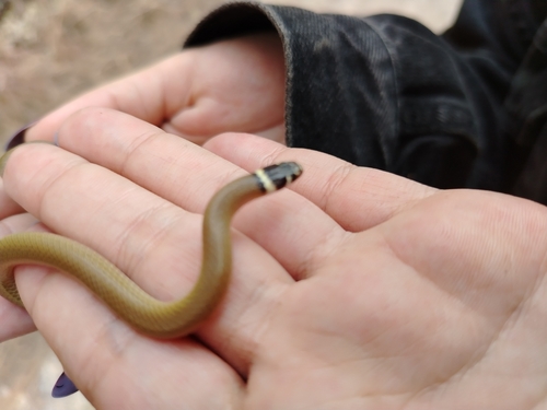 Bocourt's Black-headed Snake