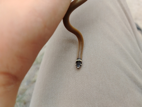 Bocourt's Black-headed Snake