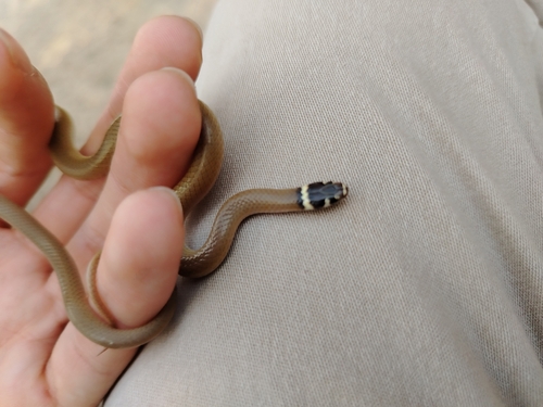 Bocourt's Black-headed Snake