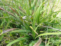 Carex gynodynama