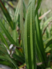 Carex gynodynama