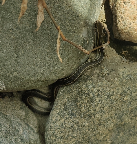 Cope's Antilles Snake