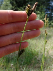 Carex gynodynama