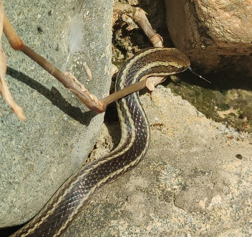 Cope's Antilles Snake