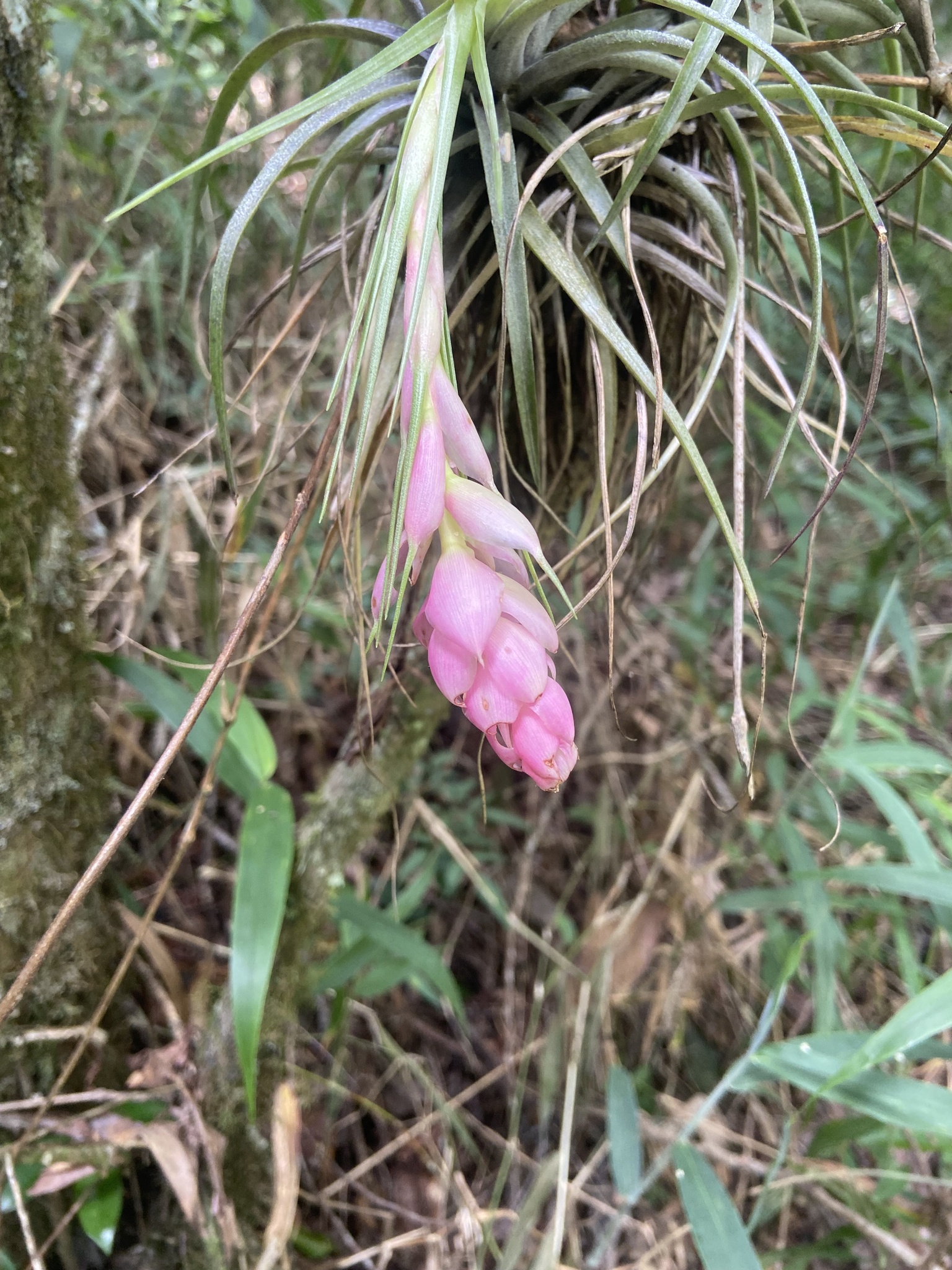 Tillandsia stricta