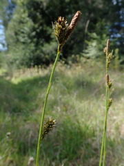 Carex gynodynama