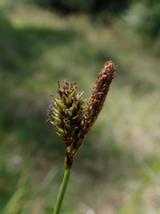 Carex gynodynama