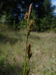 Carex gynodynama