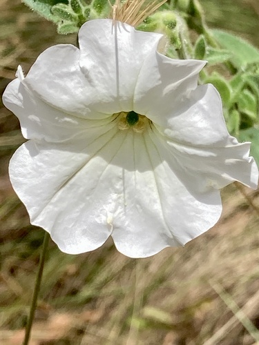 Foto de Petúnia