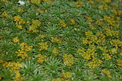 Azorella trifurcata