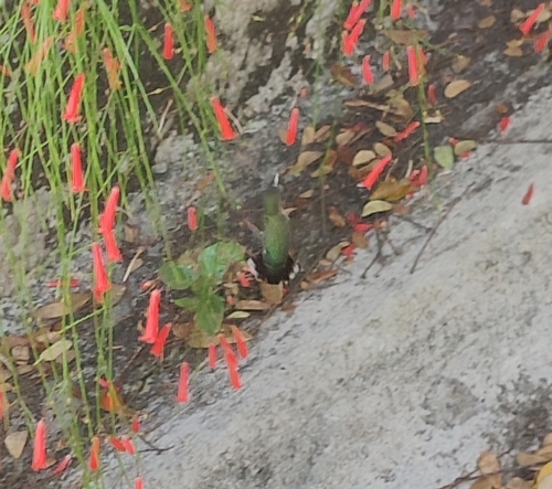 Vervain Hummingbird (Mellisuga minima), photo 9