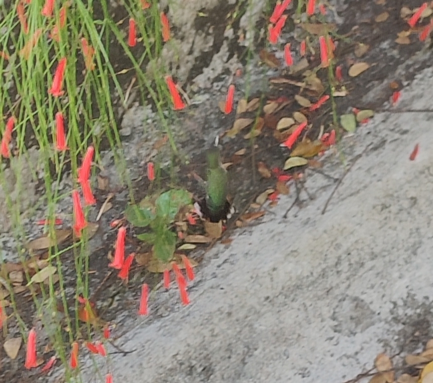 Vervain Hummingbird (Mellisuga minima), photo 9