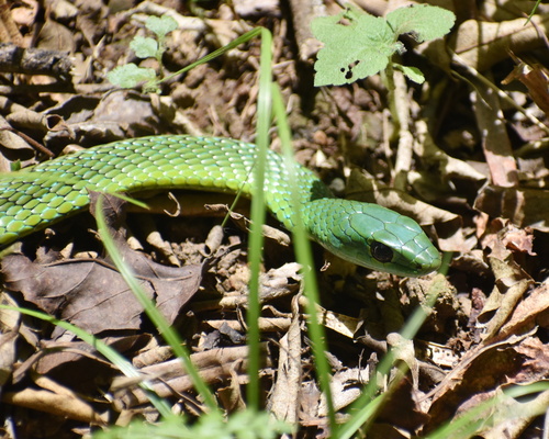 Western Natal Green Snake