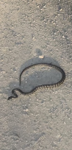 Coastal Carpet Python sighting