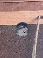 Sceliphron caementarium