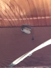 Sceliphron caementarium