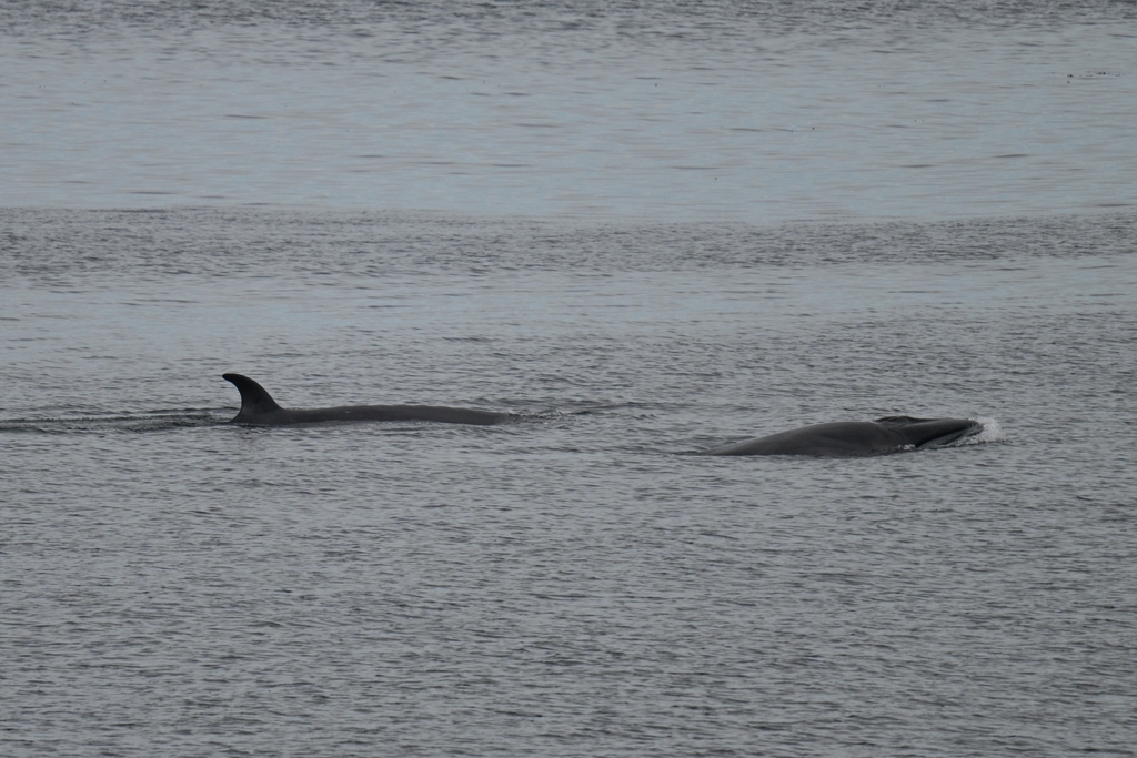 Two sei whales surfacing together in grey water