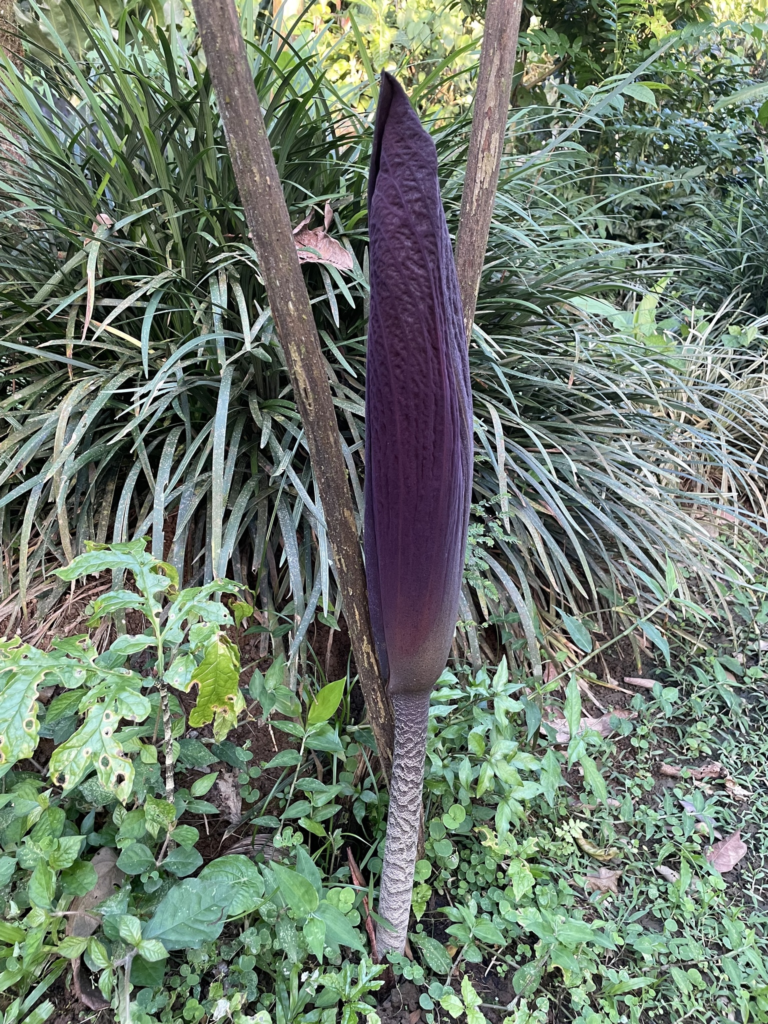 Abacaxi-do-brejo