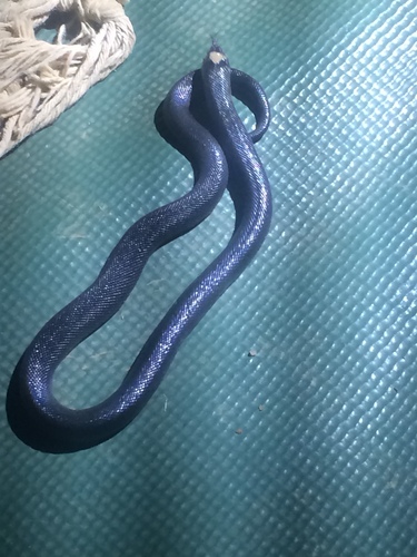 Peters' Burrowing Asp