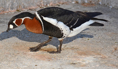 Branta ruficollis