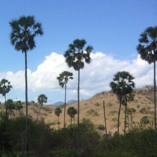 Borassus flabellifer