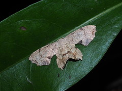 Dysaethria flavistriga