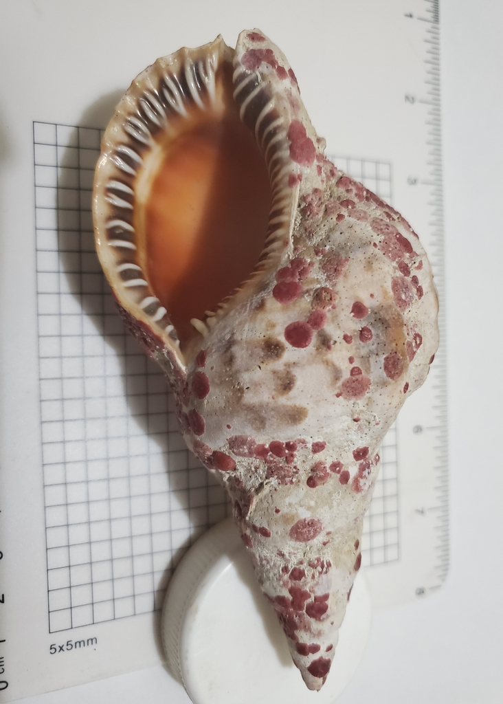 Foto de Tritón moteado (Charonia variegata)