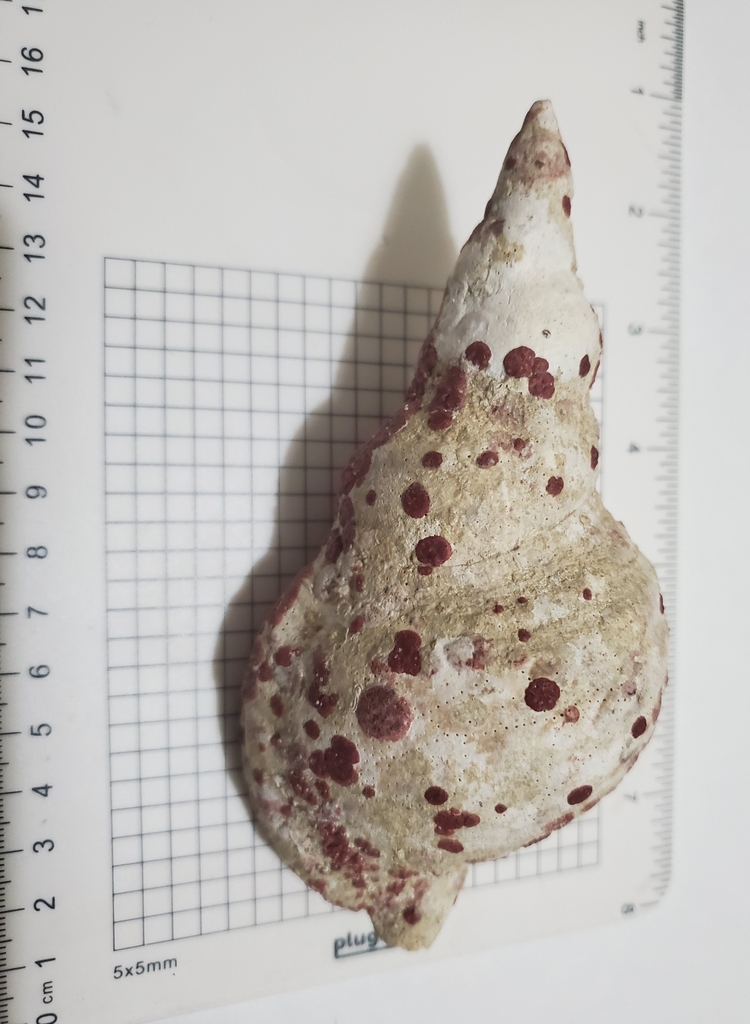 Foto de Tritón moteado (Charonia variegata)