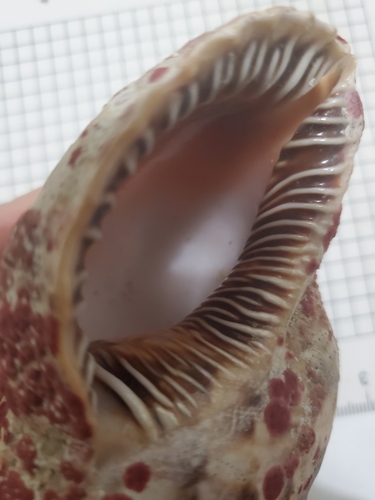 Foto de Tritón moteado (Charonia variegata)