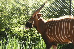 Tragelaphus eurycerus