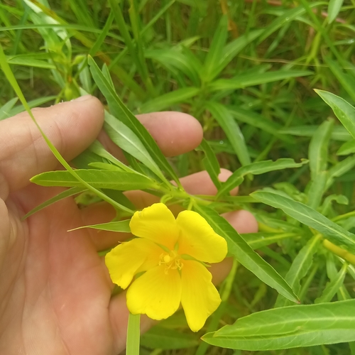 Foto de Azevém-do-brejo