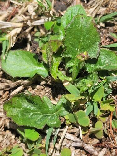 Youngia japonica observed 2024-04-23