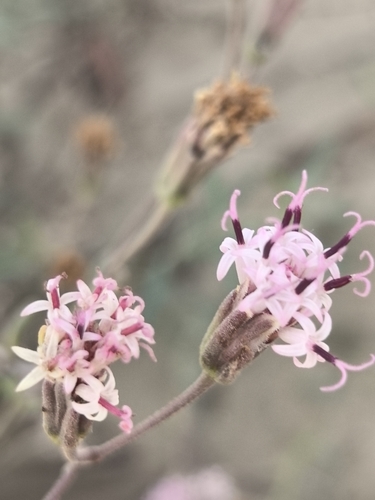 Image of Palafoxia linearis by no rights reserved
