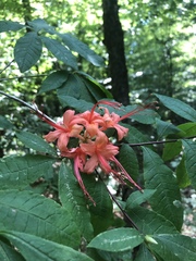 Rhododendron prunifolium